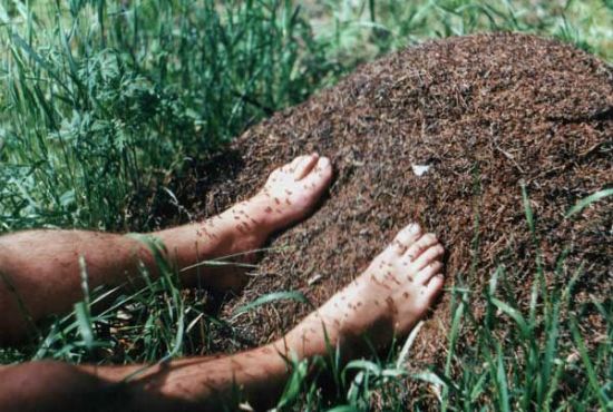 Ноги на муравейнике