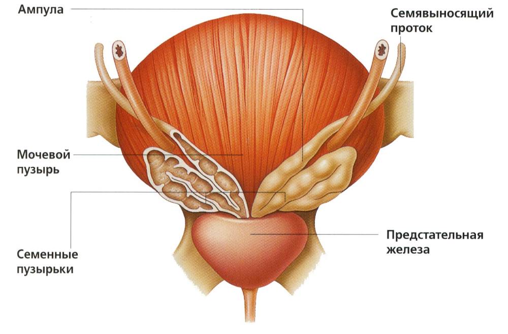 Анатомия простатита