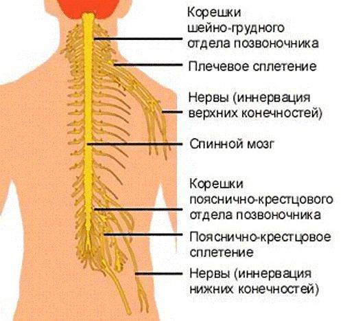 Нервные корешки спины