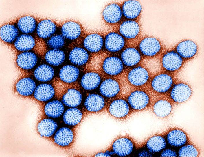 Прививка от ротовирусных инфекций детям после 6