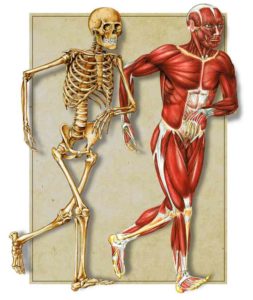 Кости и мышцы