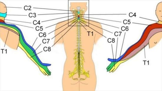 Проекция нервных корешков позвоночника