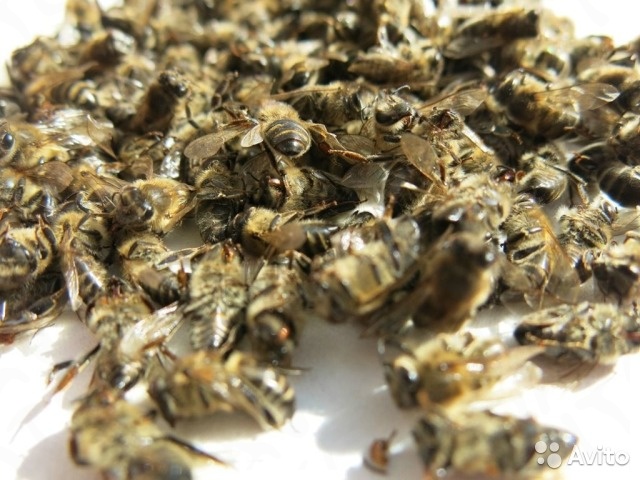 Сухой пчелиный подмор